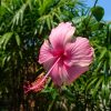Гибискусы 🌺 🌺 - как же без них?) И неизвестные нам жёлтые цветы 💐 на дереве. 🌳 Хозяйка отеля - англичанка Дебора Реббит. Мы спрашивали, когда были здесь в 2008 году - сад отеля проектировал английский профессор. Это было уже давно, но сад прекрасный и оче