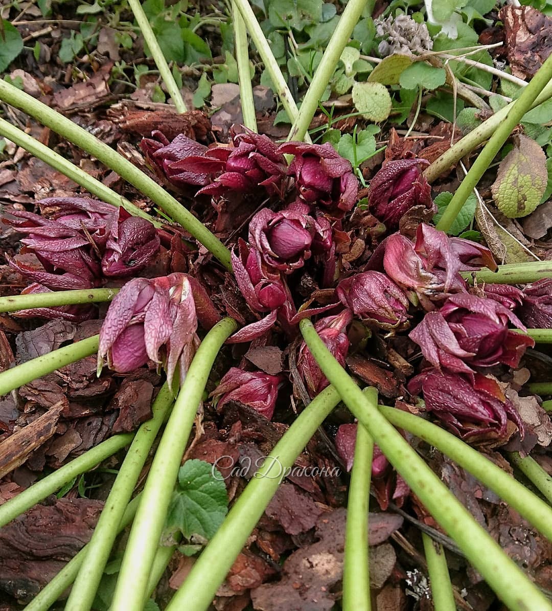 Бутоны морозников порой не менее интересны, чем цветы 🌸🌿 Они похожи чем-то на дракончиков 🐲 Или ещё на каких-то сказочных существ 😍 Очень заметны они сейчас в практически пустых пока цветниках. Цветут только подснежники. 🌱 Так люблю этот момент! 💚 Вот в ч