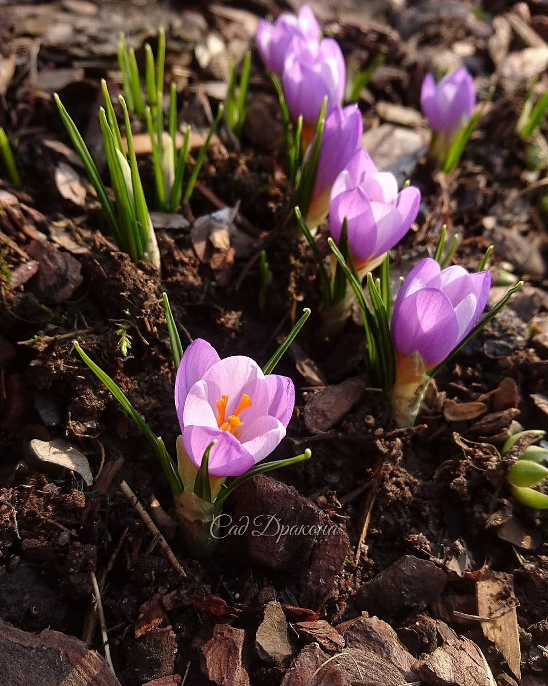 Поздравляем милых дам с весенним праздником! 💖 Будьте любимы и счастливы, пусть вас радует жизнь, природа, всё живое и прекрасное! ☀🌻🍀🌷💚 Особенно приятно в этом году поздравить вас цветами, которые распустились уже у нас в саду - это чудо ранней весны! 🌸🌸