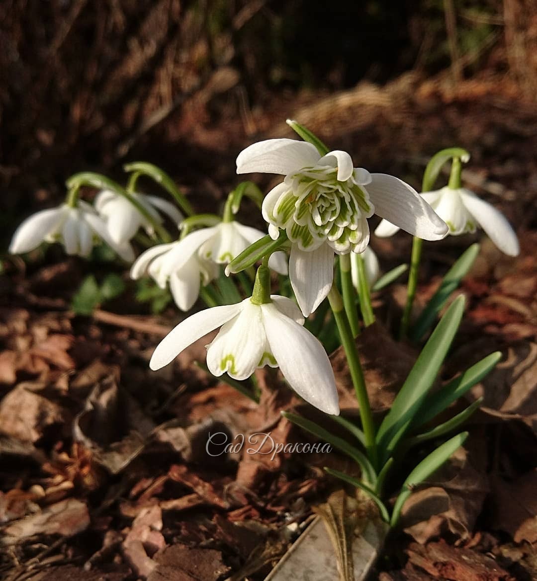 Махровый подснежник белоснежный ➡️ и подснежник Воронова (у него такие блестящие светлые листья!) ☀ Выглядывает солнце, и подснежники сияют белизной в саду 💚