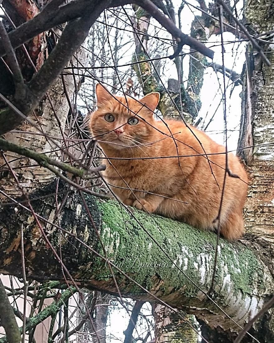В ленте - одни цветочки! 🌸 А где люди, 👫 коты? 🐈 Исправляюсь 🤗