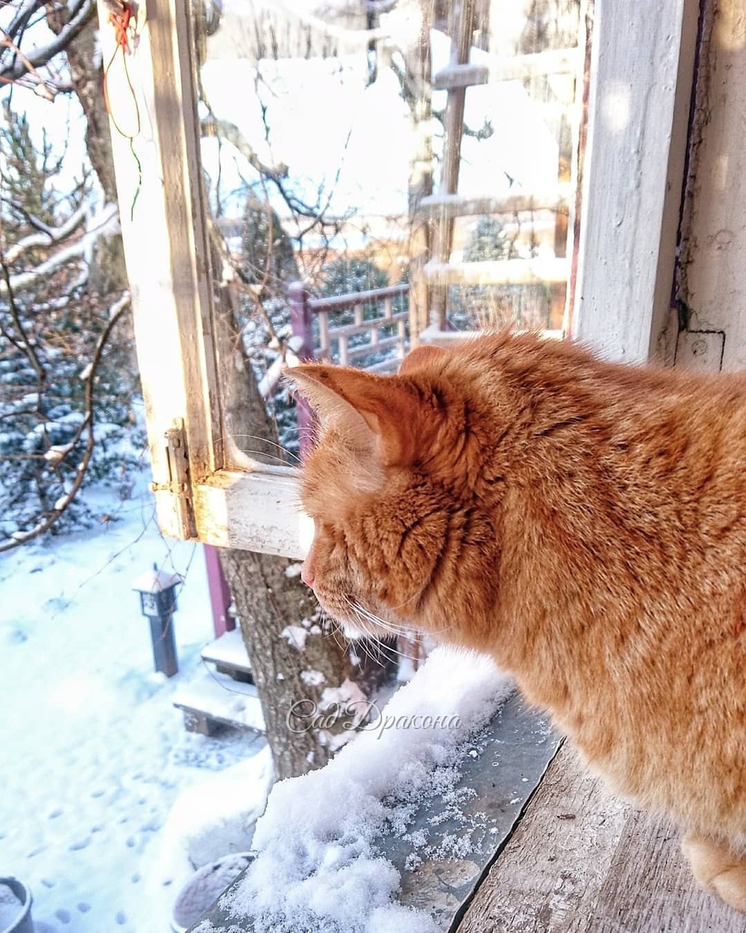 Мы с Персиком наблюдаем холодный рассвет. 🌅 Снега 5см, ❄️ температура в 7 утра была -8,4° Снег укрыл цветы, 🌸 мы ничего не успели, так как прогноз обещал всего -3°, и снег шёл. Подумали, - обойдётся, и заснули.... 😴