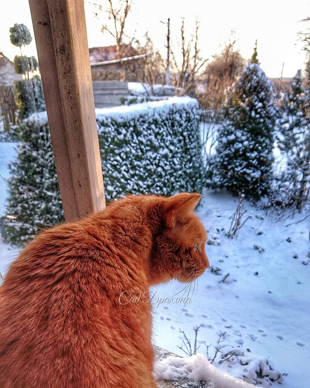 Мы с Персиком наблюдаем холодный рассвет. 🌅 Снега 5см, ❄️ температура в 7 утра была -8,4° Снег укрыл цветы, 🌸 мы ничего не успели, так как прогноз обещал всего -3°, и снег шёл. Подумали, - обойдётся, и заснули.... 😴