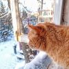 Мы с Персиком наблюдаем холодный рассвет. 🌅 Снега 5см, ❄️ температура в 7 утра была -8,4° Снег укрыл цветы, 🌸 мы ничего не успели, так как прогноз обещал всего -3°, и снег шёл. Подумали, - обойдётся, и заснули.... 😴