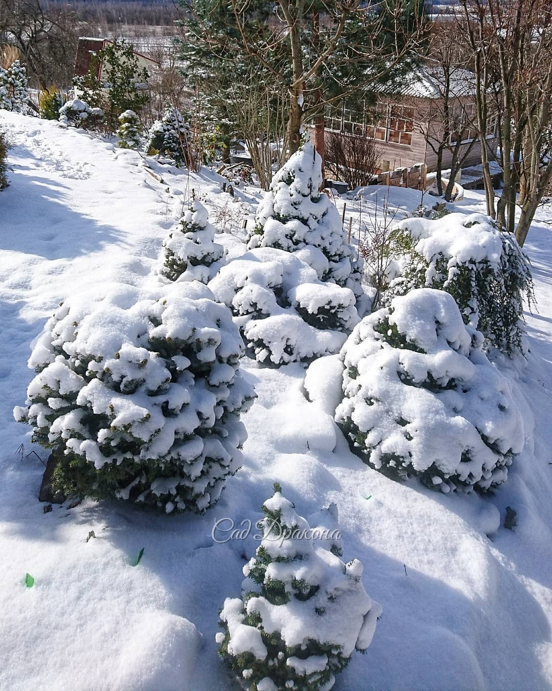 Наступила у нас зима ❄ А я недоумевала - зачем я вчера варежки купила? 😍🙌😁🐾