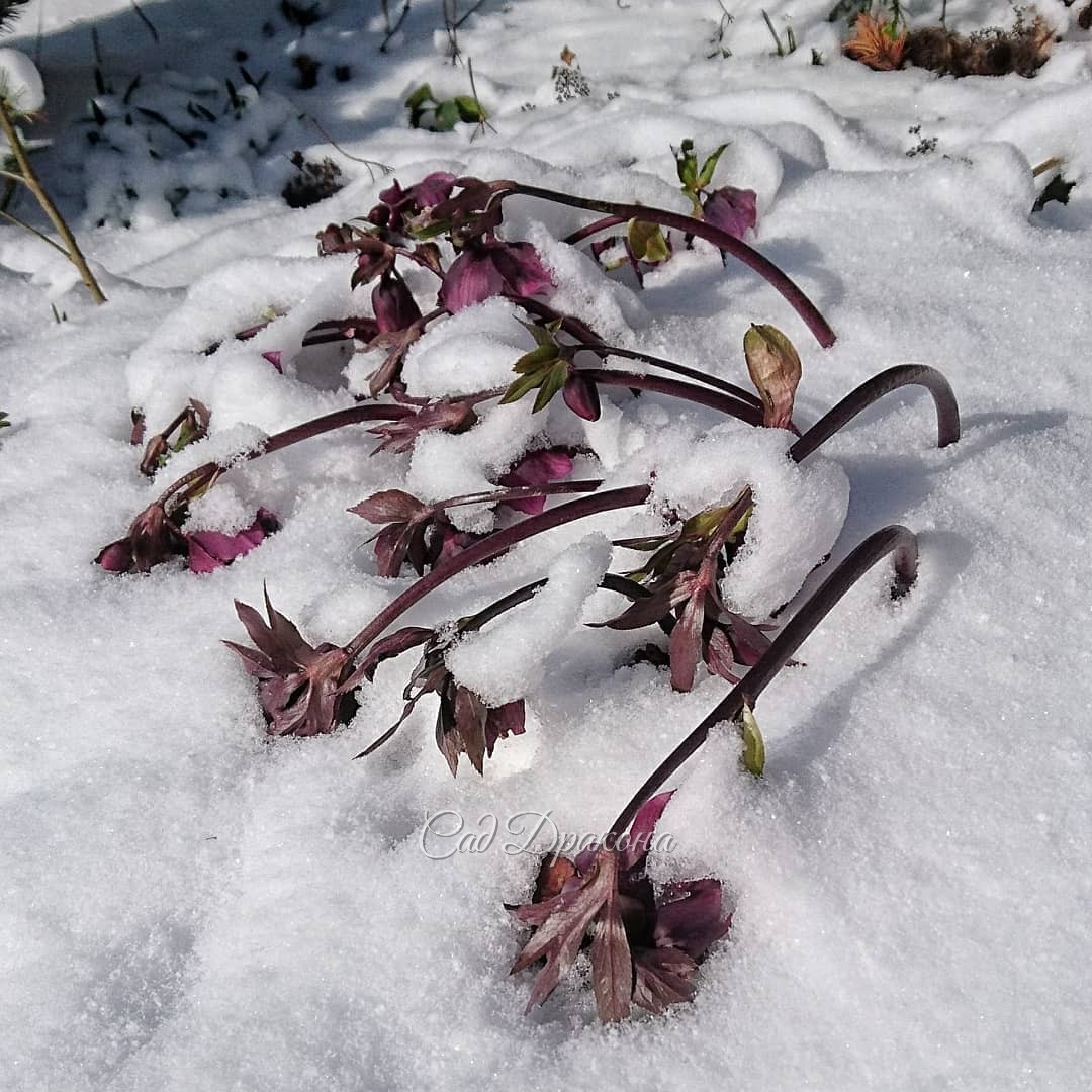 Приключения абхазского морозника - позавчера, вчера и сегодня 🌸🌿❄️ Он жив! 🌸 -8° и -12° перенёс! 🌨❄️ Такой стойкий! 👏☀😄🌸💗💗💗