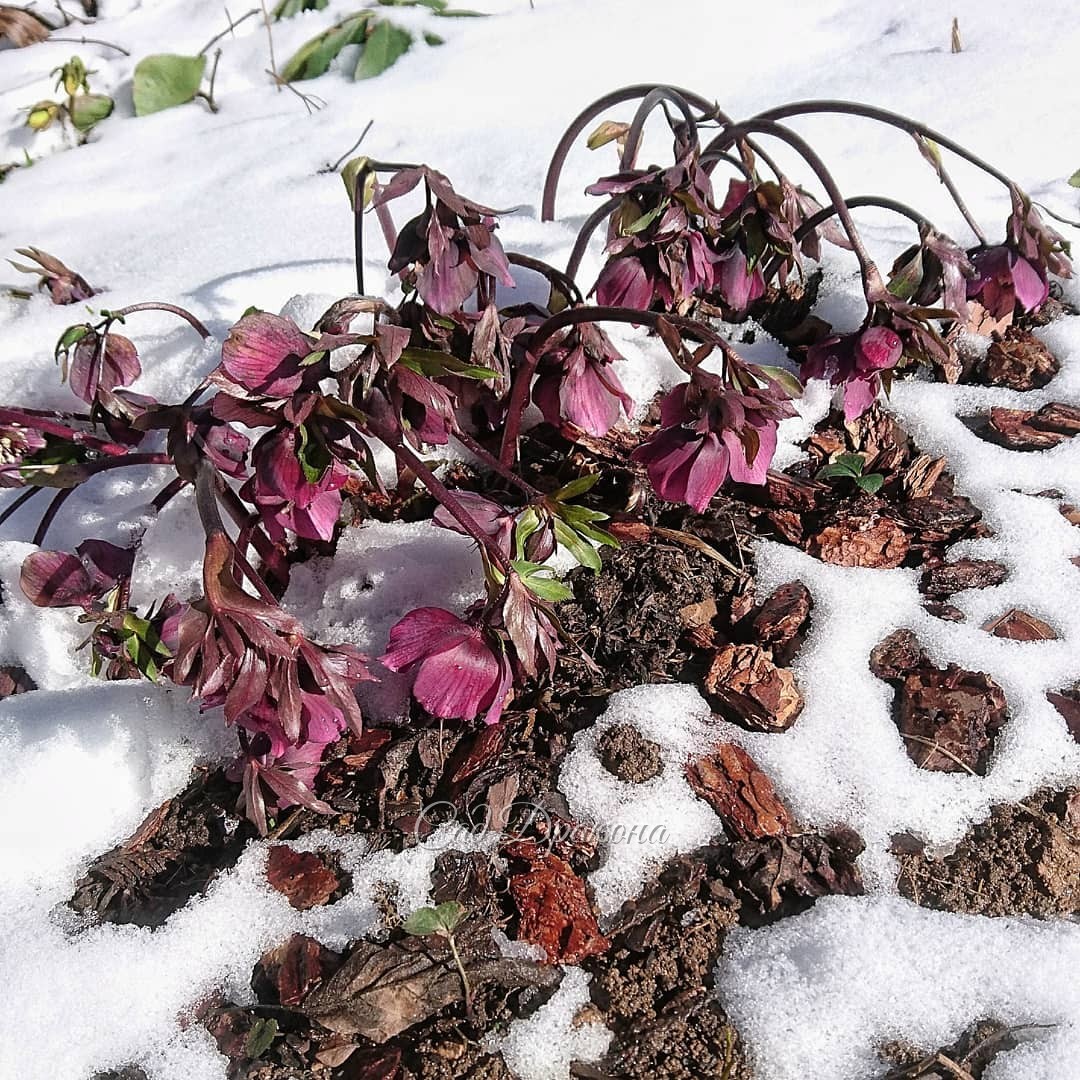 Приключения абхазского морозника - позавчера, вчера и сегодня 🌸🌿❄️ Он жив! 🌸 -8° и -12° перенёс! 🌨❄️ Такой стойкий! 👏☀😄🌸💗💗💗