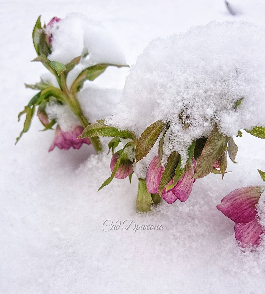 Листайте! ➡️ Так был засыпан снегом и перенёс -8° этот прекрасный цветок 🌼