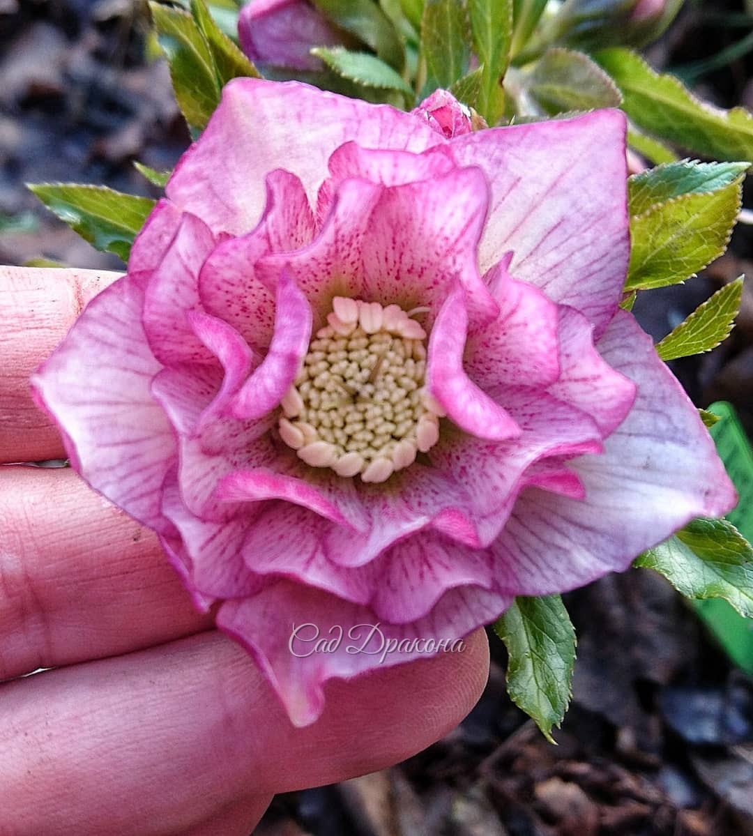 Листайте! ➡️ Так был засыпан снегом и перенёс -8° этот прекрасный цветок 🌼