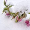 Листайте! ➡️ Так был засыпан снегом и перенёс -8° этот прекрасный цветок 🌼