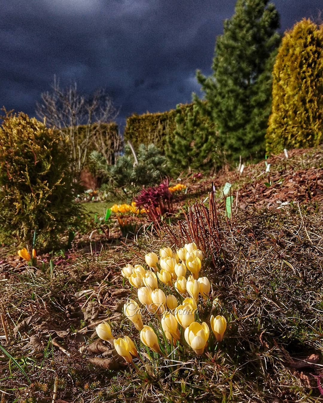 Чтобы не портить настроение фотографиями замезающих цветочков, 🥀 лучше ещё одна картина с тучей ☁️💜 Она уж очень была хороша! И удачно расположилась против солнца, создала отличный фон для хвойных, и для первоцветов 💜 ☀🌲🌳🌻🌸 Противостояние с морозом - в ст