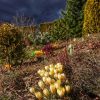 Чтобы не портить настроение фотографиями замезающих цветочков, 🥀 лучше ещё одна картина с тучей ☁️💜 Она уж очень была хороша! И удачно расположилась против солнца, создала отличный фон для хвойных, и для первоцветов 💜 ☀🌲🌳🌻🌸 Противостояние с морозом - в ст