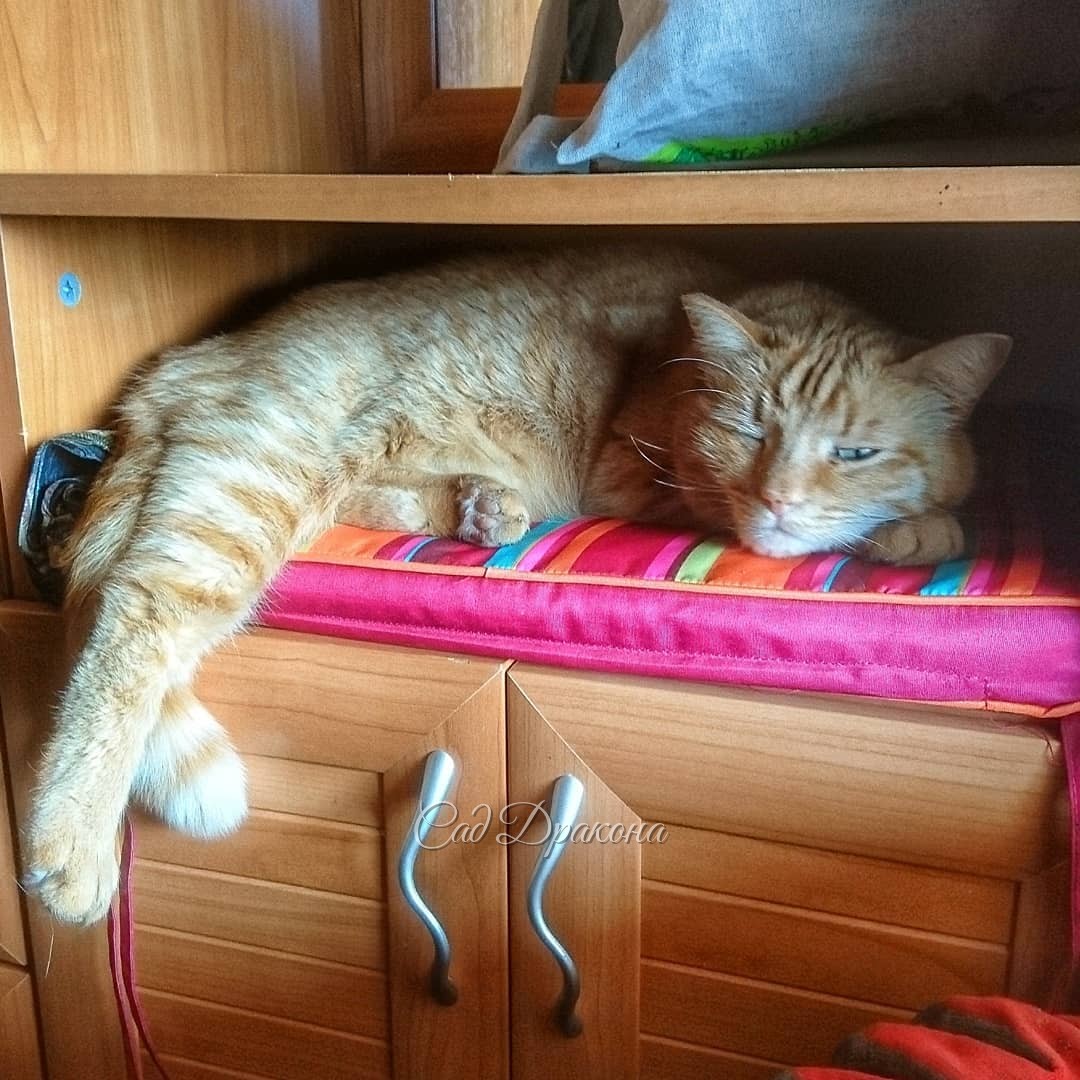 Заскочить на минутку домой, и зависнуть возле котика 😻😄💞 Персик замечательная фотомодель, и всегда найдёт интересное местечко для съёмки 😉📸