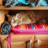 Заскочить на минутку домой, и зависнуть возле котика 😻😄💞 Персик замечательная фотомодель, и всегда найдёт интересное местечко для съёмки 😉📸