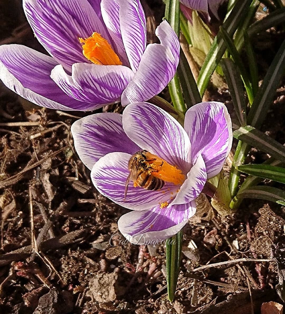 Тепло идёт, мы это точно знаем! ☀🙌 ☀ Потому что открылись все (!) крокусы 💮 и прилетели пчёлки! Впервые! 🐝🐝🐝 Это верная примета! 👌Или наш знакомый медовод открыл улей, 🐝 дождавшись +10° на улице 😁 На последнем фото пчёлки нет, просто крокус красивый 💜