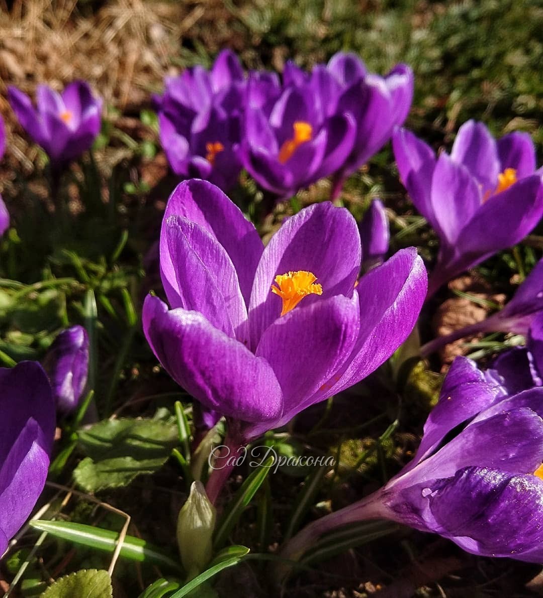 Тепло идёт, мы это точно знаем! ☀🙌 ☀ Потому что открылись все (!) крокусы 💮 и прилетели пчёлки! Впервые! 🐝🐝🐝 Это верная примета! 👌Или наш знакомый медовод открыл улей, 🐝 дождавшись +10° на улице 😁 На последнем фото пчёлки нет, просто крокус красивый 💜