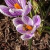 Тепло идёт, мы это точно знаем! ☀🙌 ☀ Потому что открылись все (!) крокусы 💮 и прилетели пчёлки! Впервые! 🐝🐝🐝 Это верная примета! 👌Или наш знакомый медовод открыл улей, 🐝 дождавшись +10° на улице 😁 На последнем фото пчёлки нет, просто крокус красивый 💜