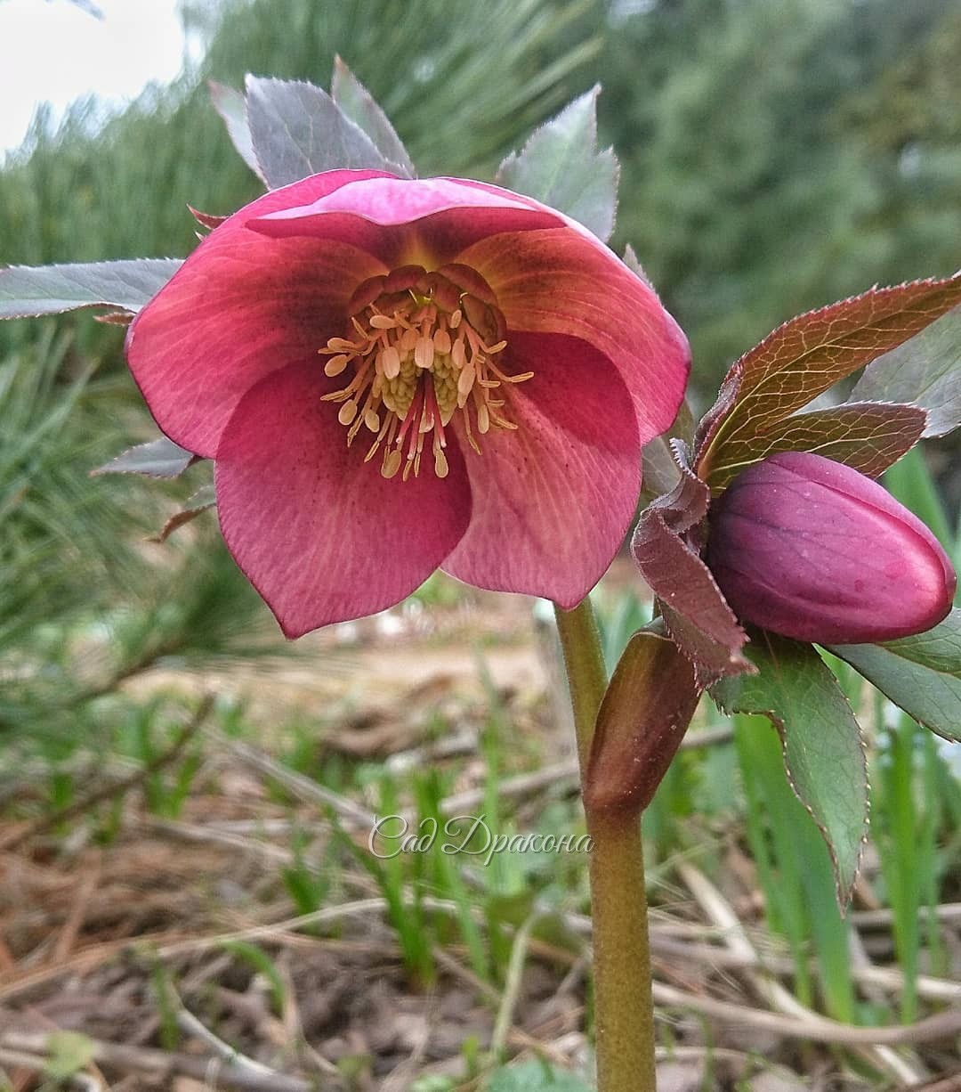 Сегодня потеплело, и морозники воспряли, подняли головки 🌸🌿💚