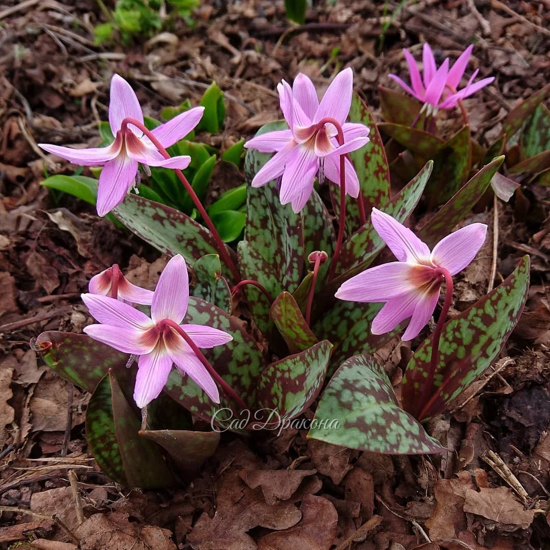 Весна идёт неспешными шагами... Зацветает кандык гибридный Kinfauns Pink 🌸💚 Erythronium hybrida "Kinfauns Pink