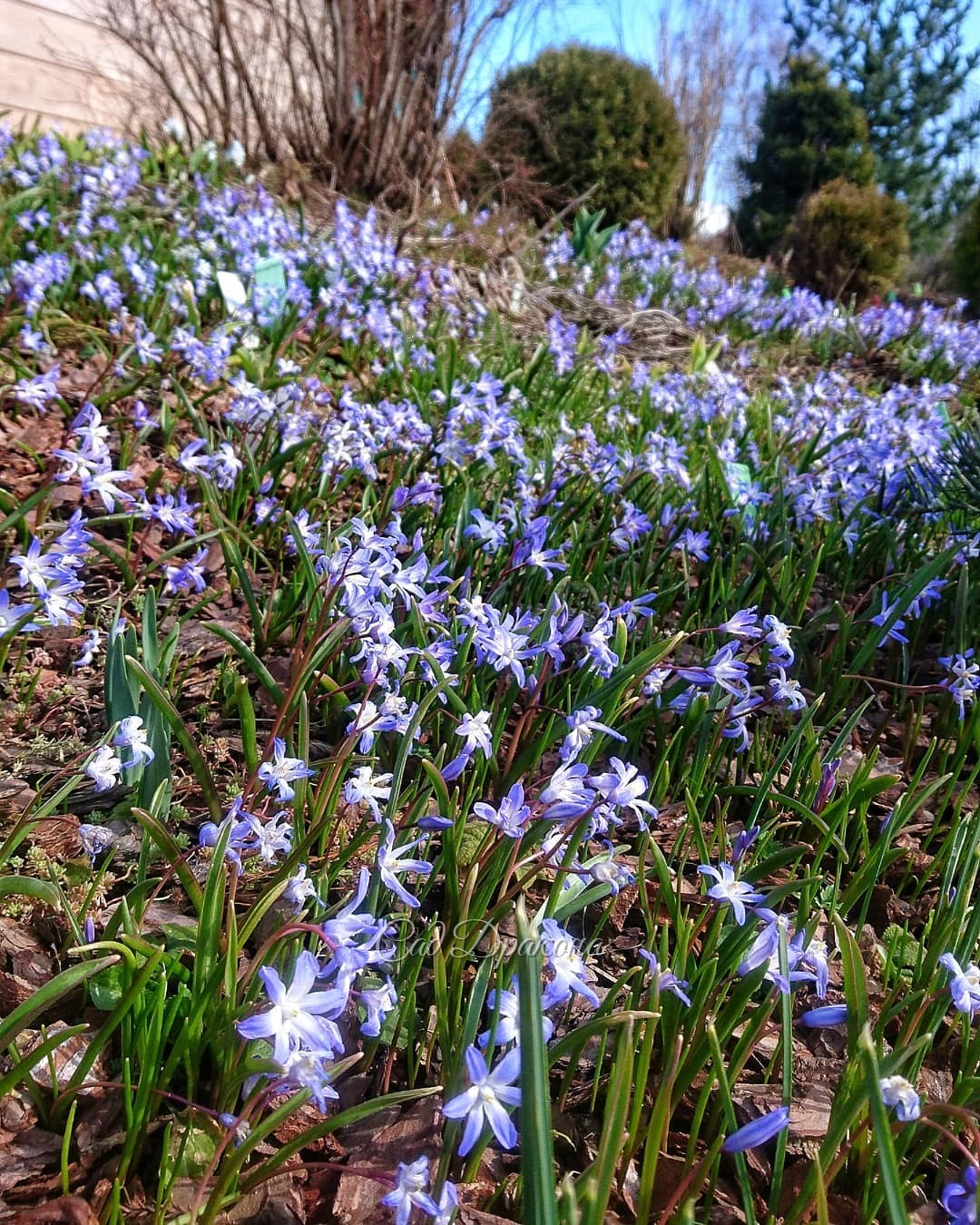 С вербным воскресеньм! 💙💫💐 Мира всем и добра! .