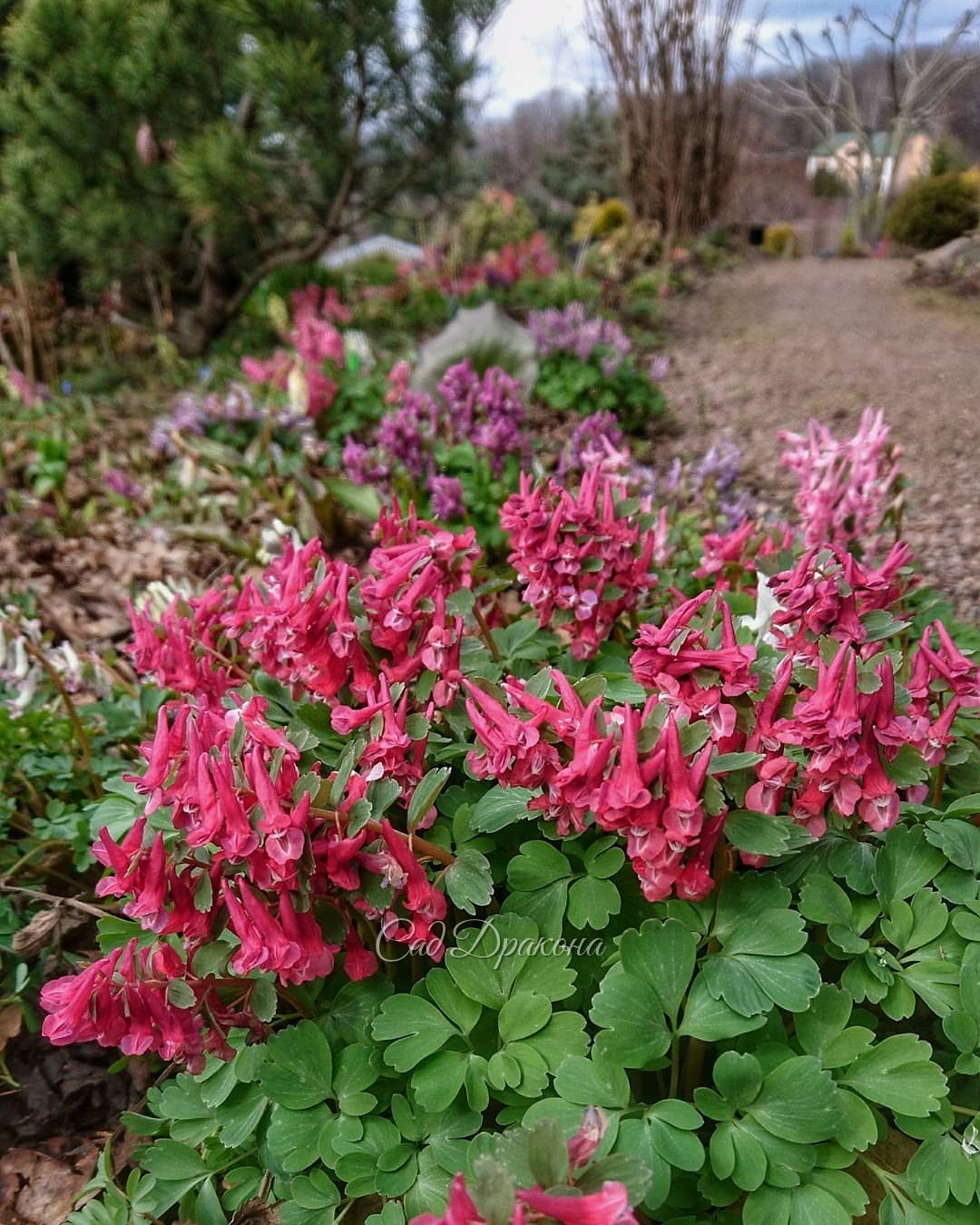 Хохлатки цветут, делают нарядной зону весны 😊🌸 Холод им нипочём, даже хорошо, подольше радуют нас в этом году 🍀💮🌺