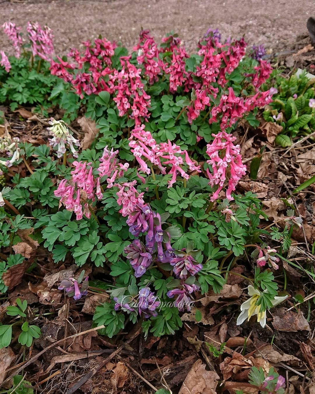 Хохлатки цветут, делают нарядной зону весны 😊🌸 Холод им нипочём, даже хорошо, подольше радуют нас в этом году 🍀💮🌺