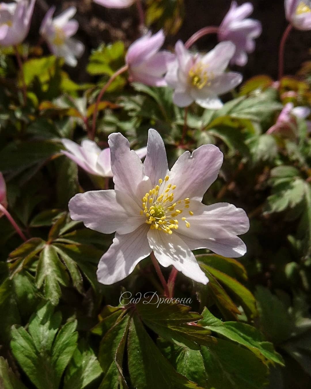 Розовеющая анемона дубравная Monja 🌸 Она самая ранняя у нас, даже видовая не цветёт... Не успела сфотографировать её белой и ровненькой 💐 От этих ветров цветы стали какие-то растрёпанные 🍃🍃🍃🤗🤣