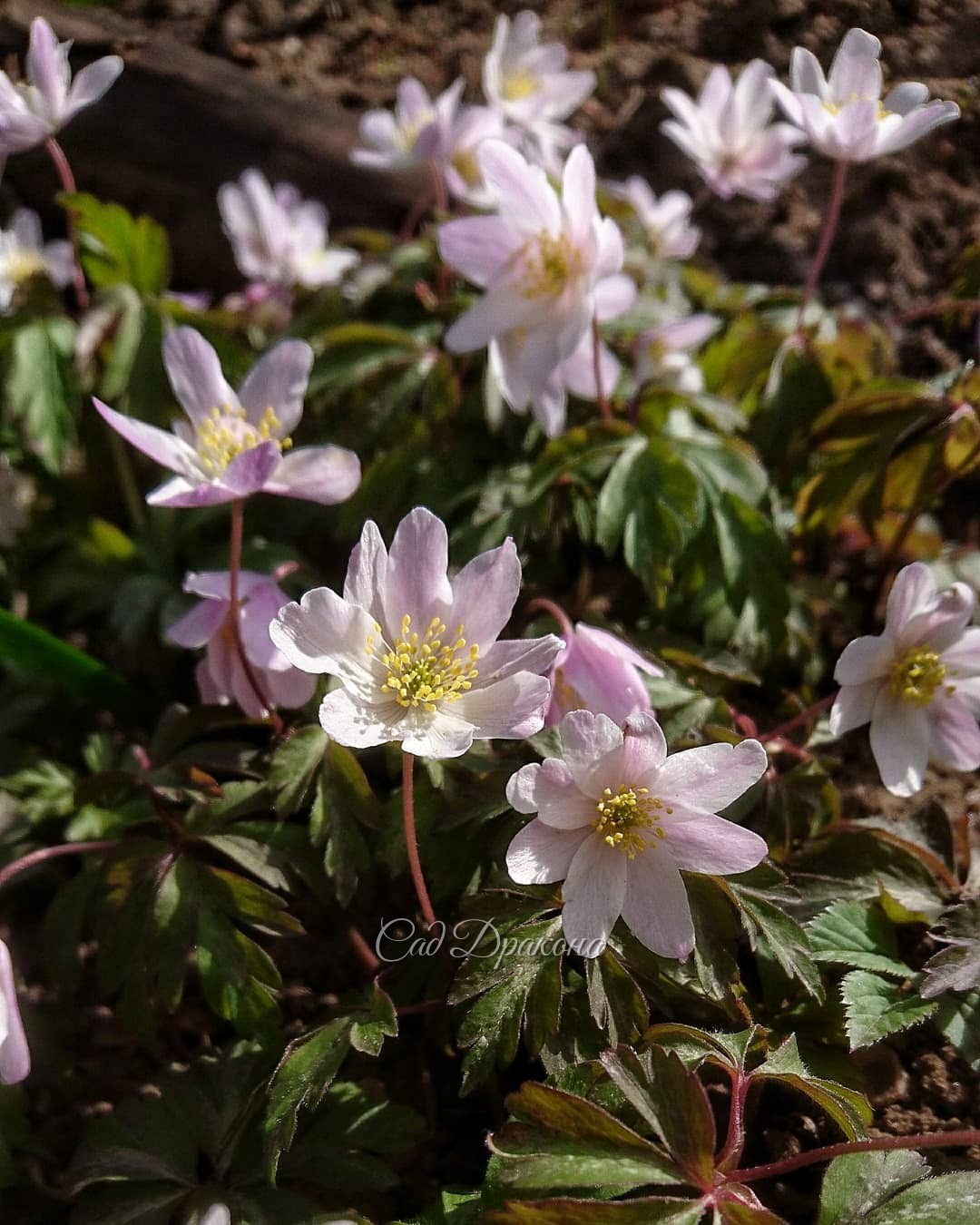 Розовеющая анемона дубравная Monja 🌸 Она самая ранняя у нас, даже видовая не цветёт... Не успела сфотографировать её белой и ровненькой 💐 От этих ветров цветы стали какие-то растрёпанные 🍃🍃🍃🤗🤣