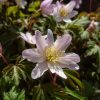 Розовеющая анемона дубравная Monja 🌸 Она самая ранняя у нас, даже видовая не цветёт... Не успела сфотографировать её белой и ровненькой 💐 От этих ветров цветы стали какие-то растрёпанные 🍃🍃🍃🤗🤣