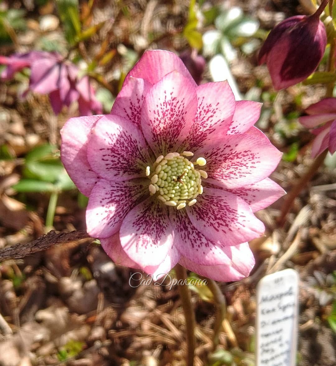 Зацветают новые сеянцы морозников. 🌿🌸 Первый явно от от Spring Diamond, который в сторис) Только розовее, и с крапом на лепестках. ✨ Второй не знаю, от кого, нежный такой. Всех подписала ✒️📝😀