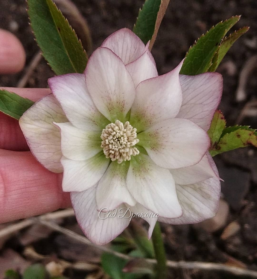 Зацветают новые сеянцы морозников. 🌿🌸 Первый явно от от Spring Diamond, который в сторис) Только розовее, и с крапом на лепестках. ✨ Второй не знаю, от кого, нежный такой. Всех подписала ✒️📝😀