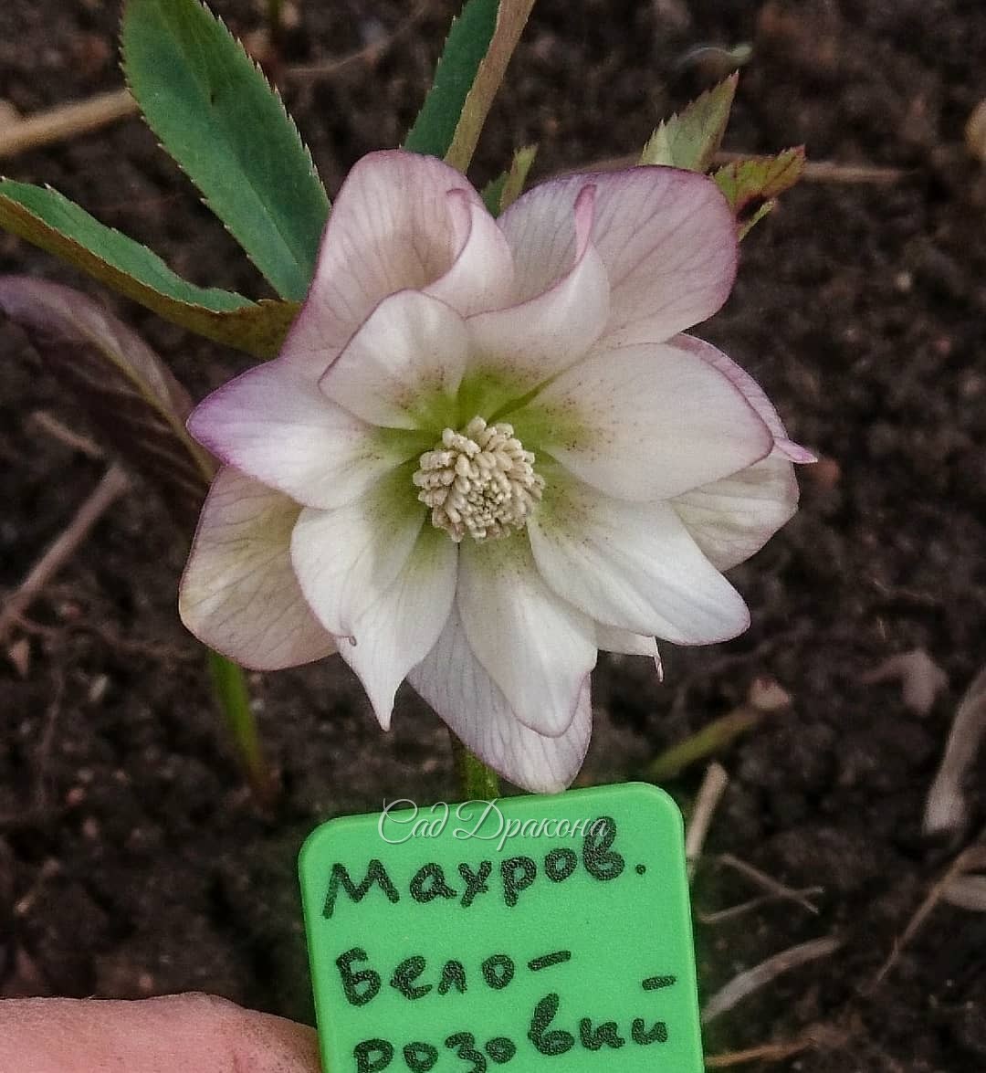 Зацветают новые сеянцы морозников. 🌿🌸 Первый явно от от Spring Diamond, который в сторис) Только розовее, и с крапом на лепестках. ✨ Второй не знаю, от кого, нежный такой. Всех подписала ✒️📝😀