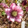 Зацветают новые сеянцы морозников. 🌿🌸 Первый явно от от Spring Diamond, который в сторис) Только розовее, и с крапом на лепестках. ✨ Второй не знаю, от кого, нежный такой. Всех подписала ✒️📝😀