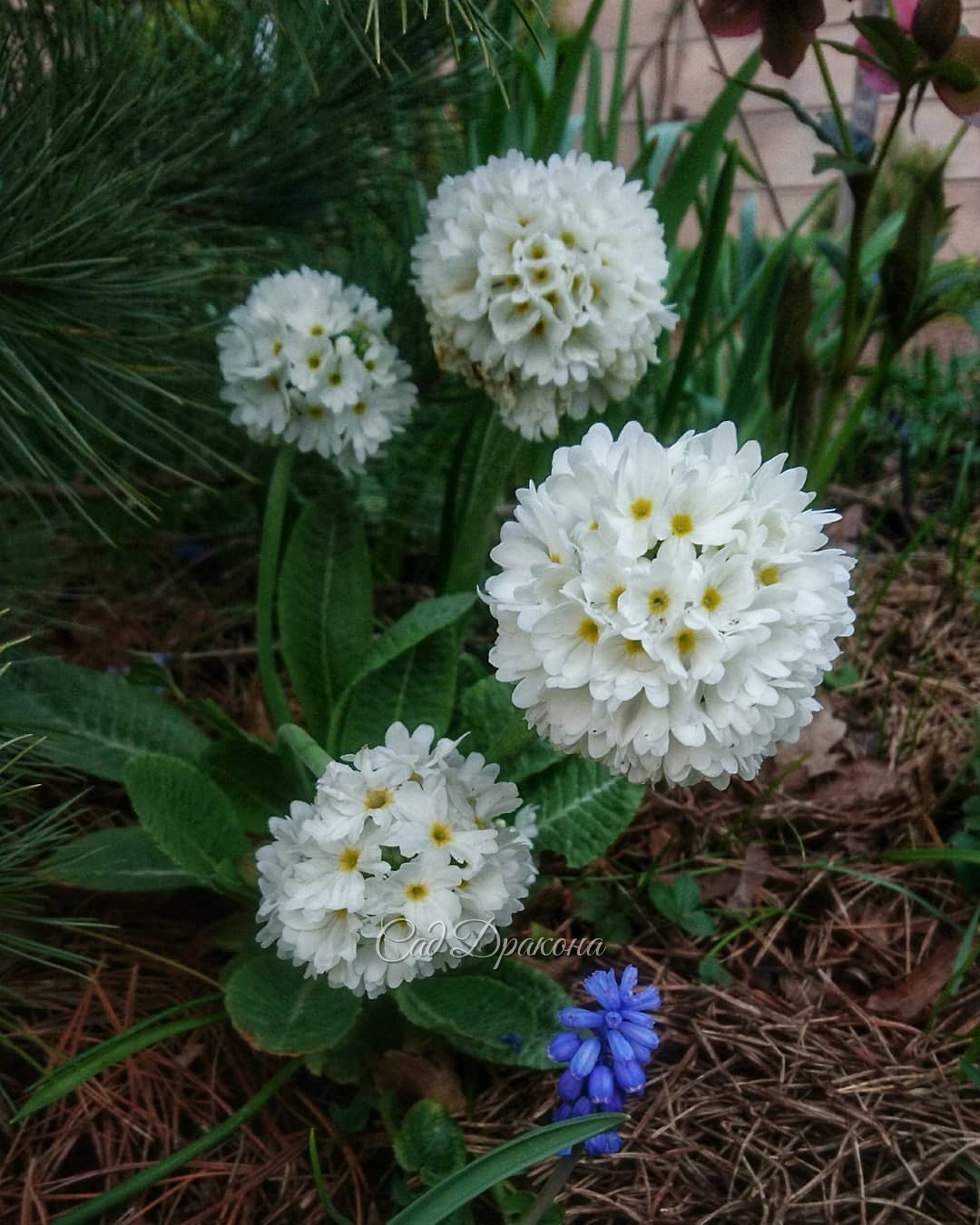 Белый сад - что в нём цветёт? 💚💐 Сангвинария махровая (1), и немахровая (2), рябчик шахматный и анемоны (3), примула мелкозубчатая (4) и высокая (5), и бруннера Mr. Mors. 💐