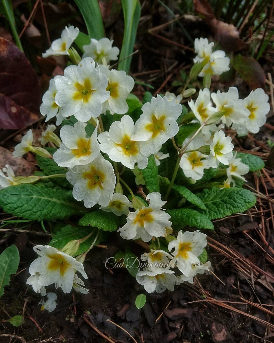 Белый сад - что в нём цветёт? 💚💐 Сангвинария махровая (1), и немахровая (2), рябчик шахматный и анемоны (3), примула мелкозубчатая (4) и высокая (5), и бруннера Mr. Mors. 💐