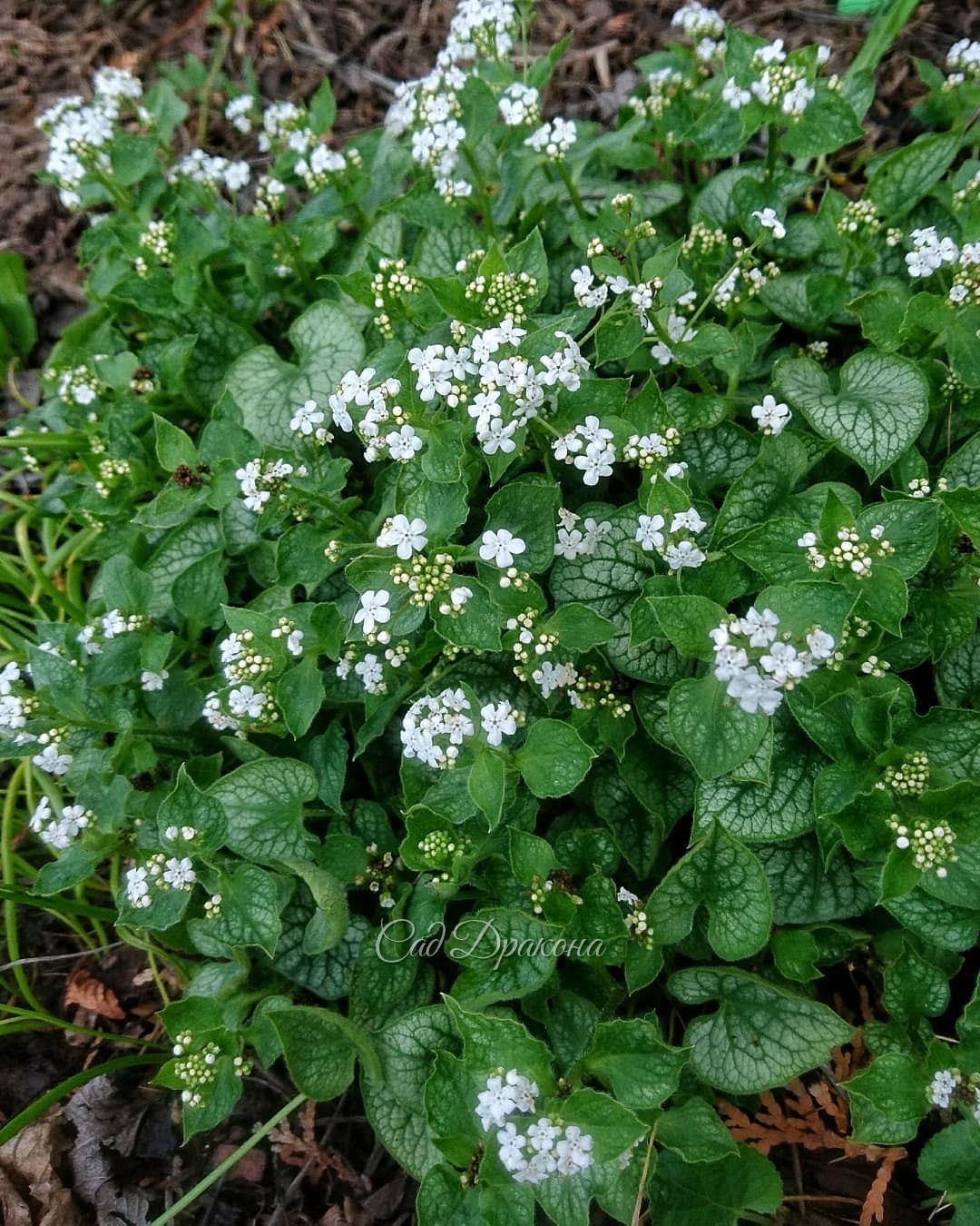 Белый сад - что в нём цветёт? 💚💐 Сангвинария махровая (1), и немахровая (2), рябчик шахматный и анемоны (3), примула мелкозубчатая (4) и высокая (5), и бруннера Mr. Mors. 💐