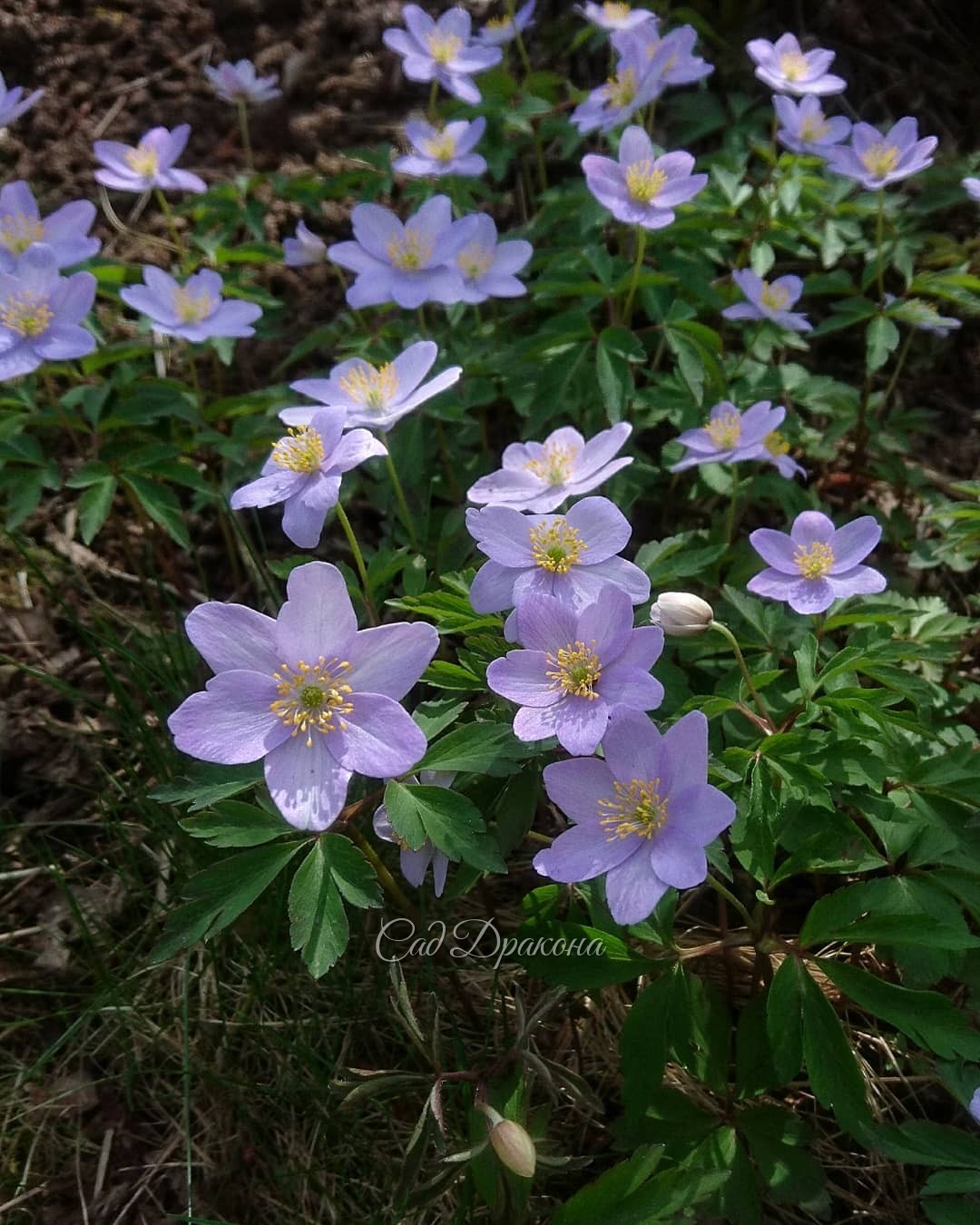 Голубые анемоны - анемона Робинсона (Anemone Robinsoniana) - 1, и анемона дубравная Blue Beauty -2. У неё изнанка лепестков розоватая, а у А. Робинсона однотонный голубой крупный цветок. 💙💙💙😊