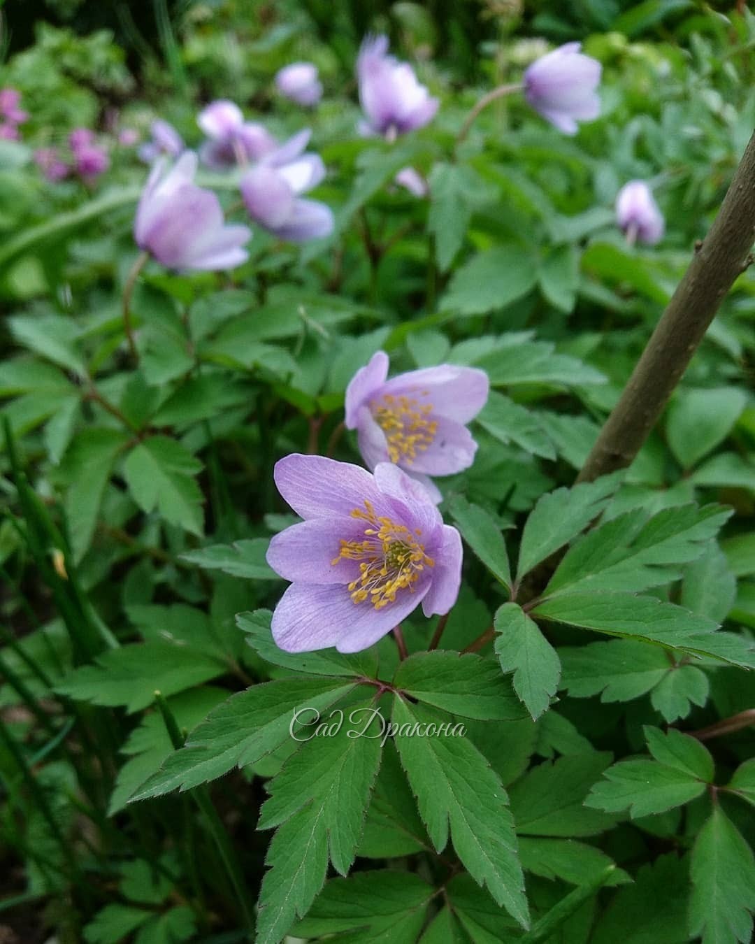 Голубые анемоны - анемона Робинсона (Anemone Robinsoniana) - 1, и анемона дубравная Blue Beauty -2. У неё изнанка лепестков розоватая, а у А. Робинсона однотонный голубой крупный цветок. 💙💙💙😊
