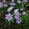 Голубые анемоны - анемона Робинсона (Anemone Robinsoniana) - 1, и анемона дубравная Blue Beauty -2. У неё изнанка лепестков розоватая, а у А. Робинсона однотонный голубой крупный цветок. 💙💙💙😊