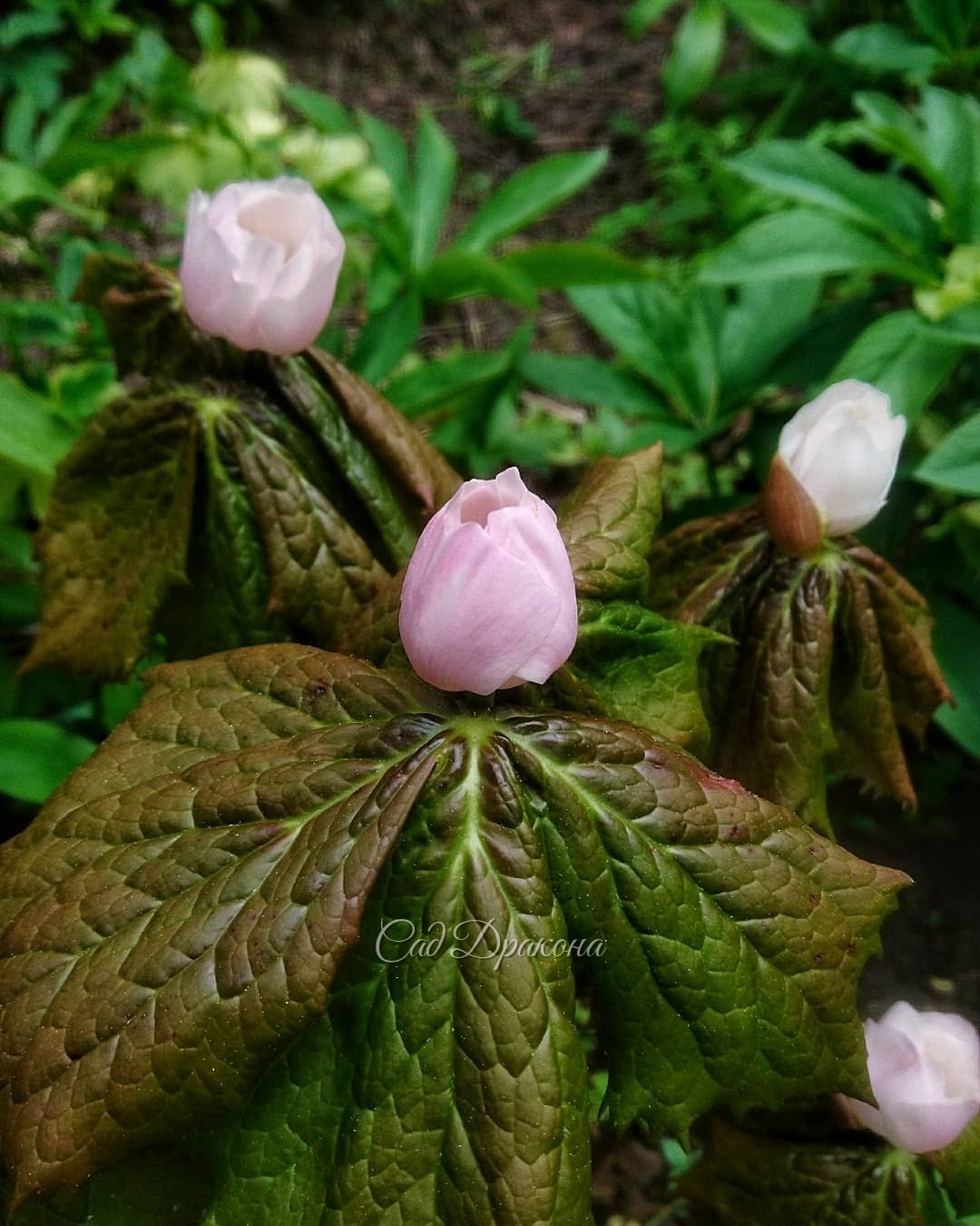 Подофиллы Эмода похожи на стаю крылатых существ на длинных ногах. 🌼🍀 Кажется, они могут расправить сложенные листья, взмахнуть ими, и улететь! 🍃 Но не улетают, а отращивают летом огромную красную ягоду, которая висит вниз 🍓 Говорят, съедобную, но мы не пр