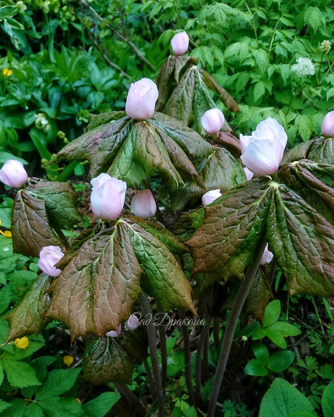 Подофиллы Эмода похожи на стаю крылатых существ на длинных ногах. 🌼🍀 Кажется, они могут расправить сложенные листья, взмахнуть ими, и улететь! 🍃 Но не улетают, а отращивают летом огромную красную ягоду, которая висит вниз 🍓 Говорят, съедобную, но мы не пр