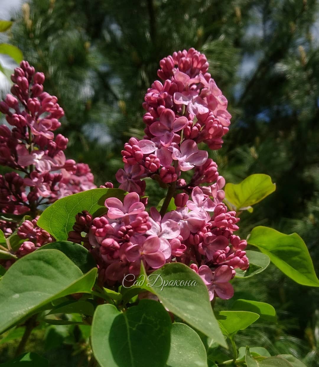 Все ранние сирени у нас розовые, разных оттенков. 🌼