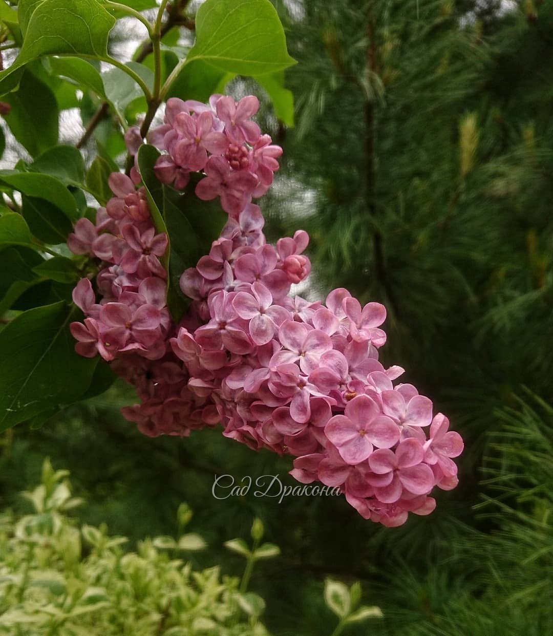Все ранние сирени у нас розовые, разных оттенков. 🌼