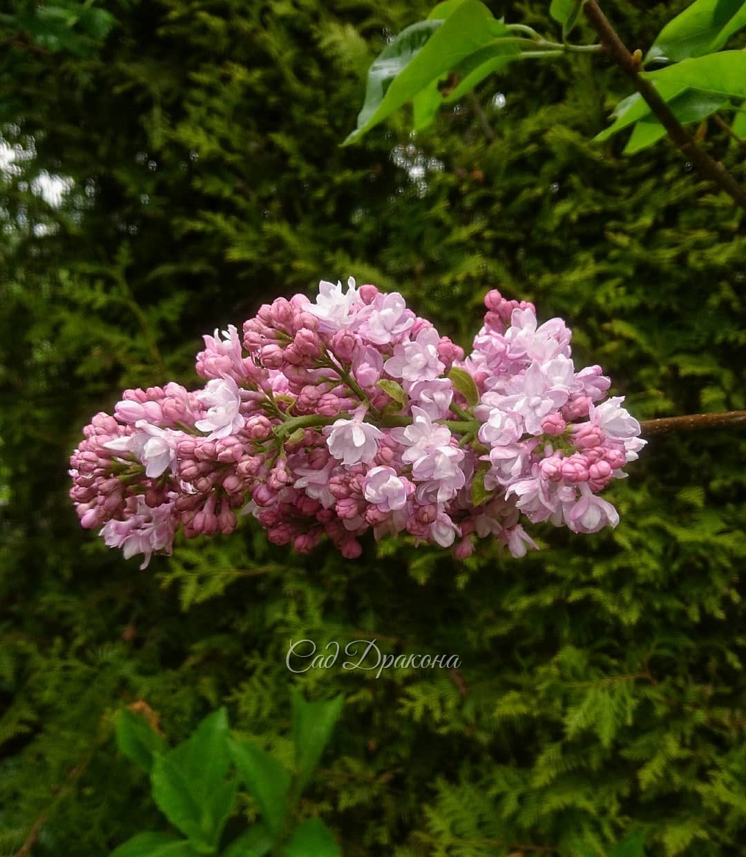 Все ранние сирени у нас розовые, разных оттенков. 🌼
