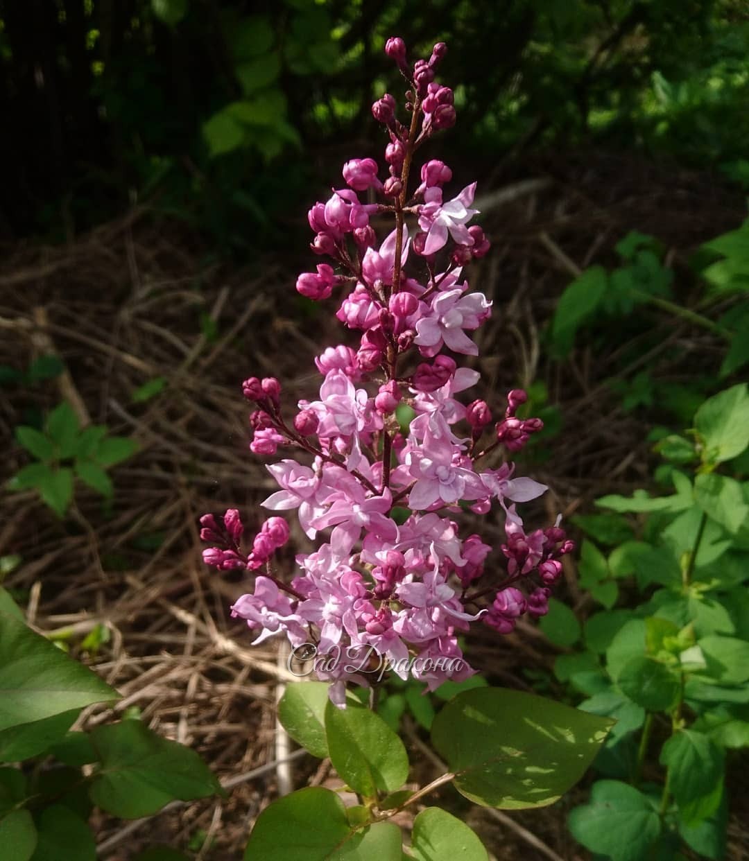 Все ранние сирени у нас розовые, разных оттенков. 🌼