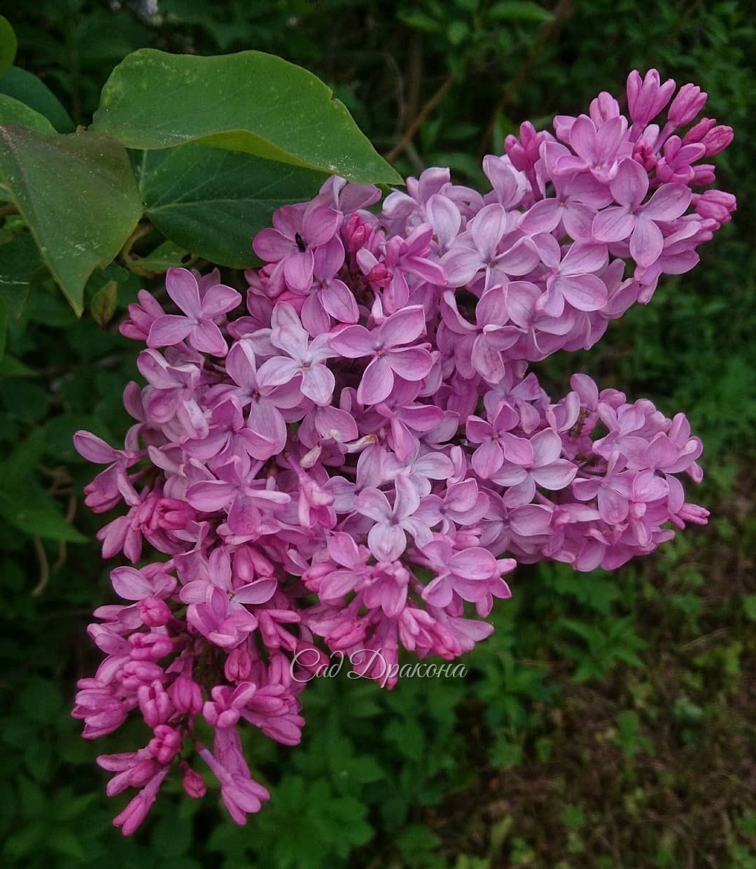 Все ранние сирени у нас розовые, разных оттенков. 🌼