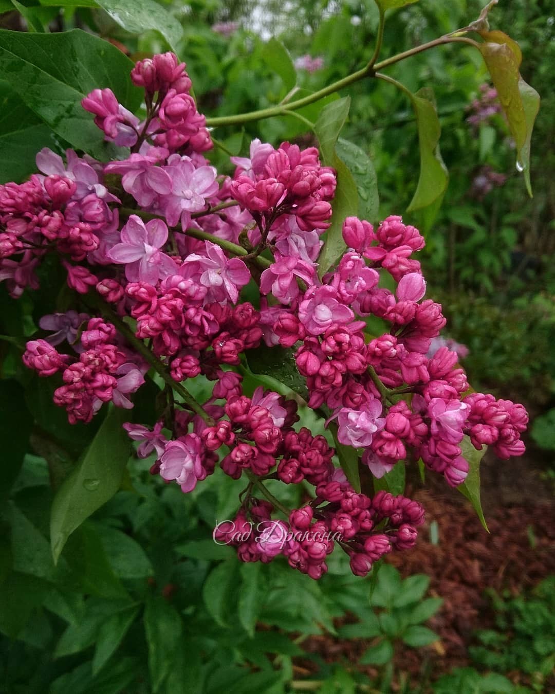 Мокрые сирени... У нас холодно, и сорта только начинают распускаться 🌸 Волшебный момент - цветение ещё впереди! 💫🌼😊