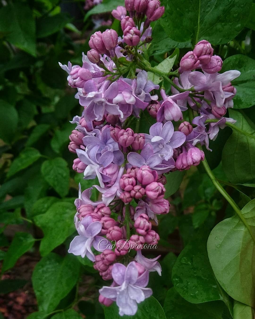 Мокрые сирени... У нас холодно, и сорта только начинают распускаться 🌸 Волшебный момент - цветение ещё впереди! 💫🌼😊