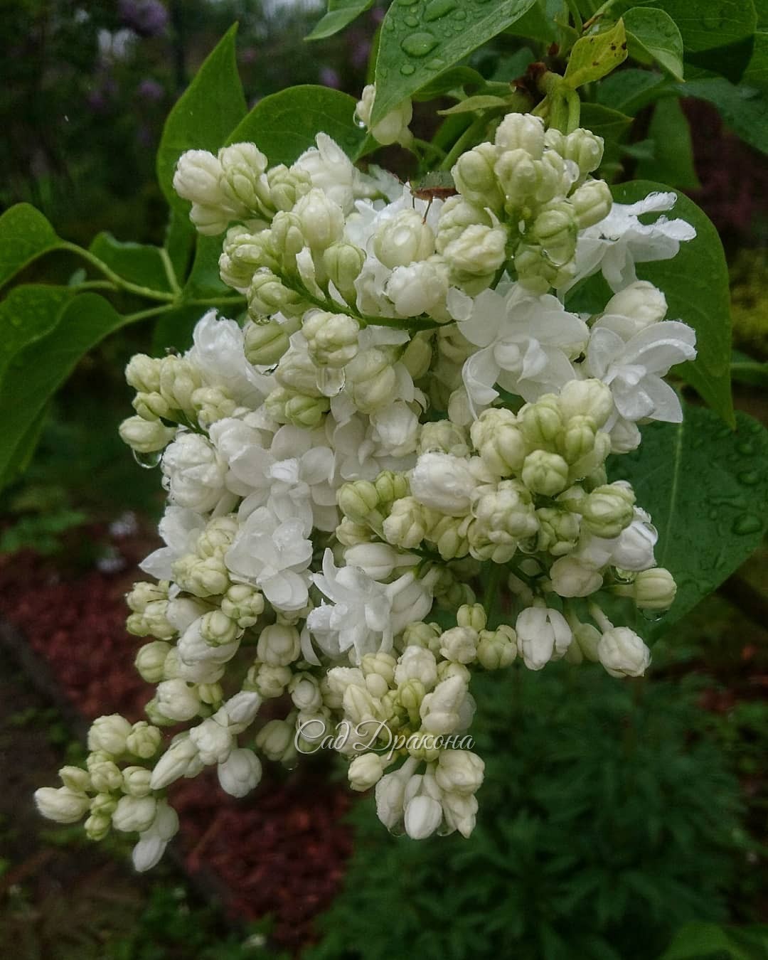 Мокрые сирени... У нас холодно, и сорта только начинают распускаться 🌸 Волшебный момент - цветение ещё впереди! 💫🌼😊