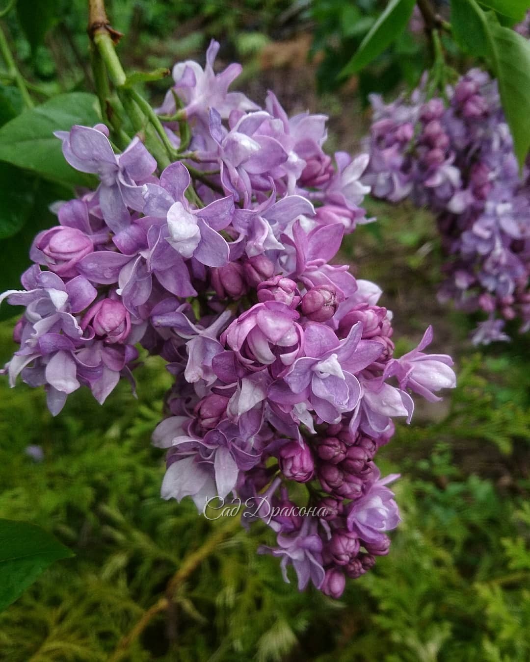 Мокрые сирени... У нас холодно, и сорта только начинают распускаться 🌸 Волшебный момент - цветение ещё впереди! 💫🌼😊